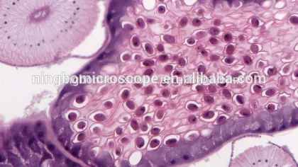 Multi-mode Output High Definition Microscope Camera