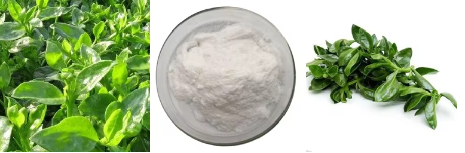 andrographis paniculata extract benefits