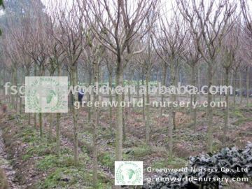 Prunus serrulata nursery