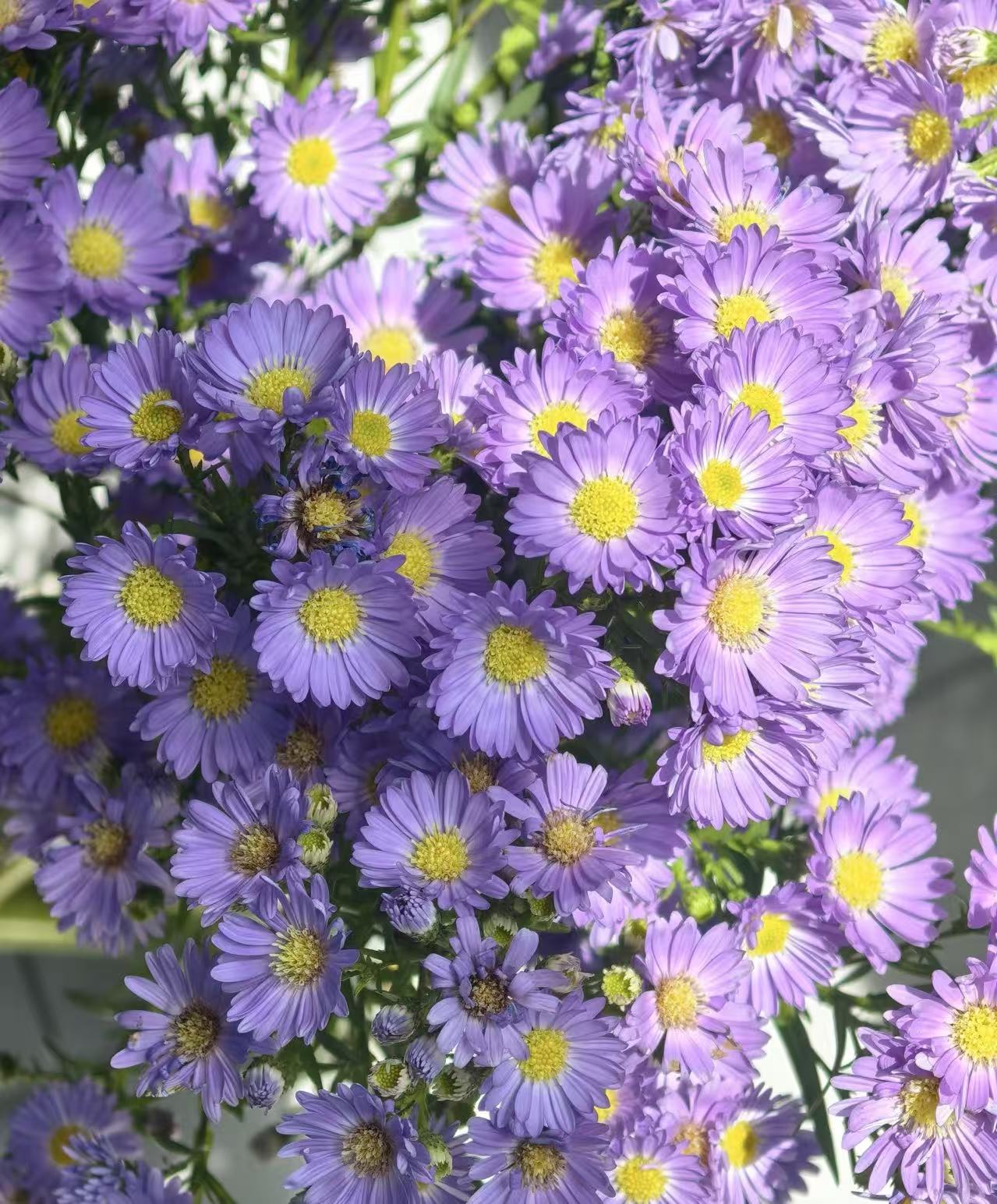 Multi-branched Aster chrysanthemum3