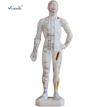 Tıbbi Akupunktur Modeli 26CM