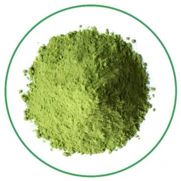 High quality 100% pure organic Moringa powder
