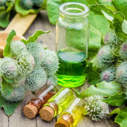 Wholesale Bulk Burdock Essential Oil For Hair Care