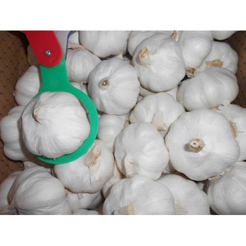 Hot Selling in Market Fresh Pure White Knoflook