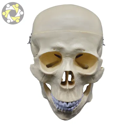 Life-Size Medical Science Plastic Skeleton Model for Teaching