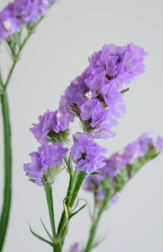 Myosotis Alpestris