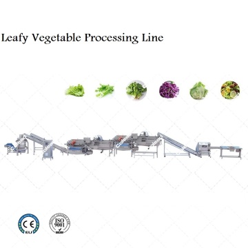 Linha industrial de processamento de vegetais folhosos