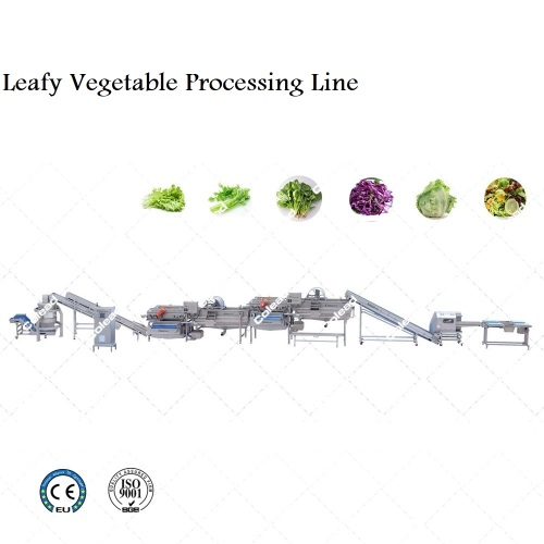 Ligne de transformation industrielle de légumes à feuilles