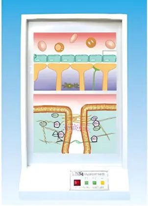 Brain barrier electric model