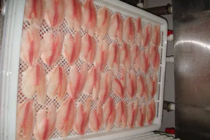 Frozen Gutted Scaled Ivp Tilapia Fish Fillet