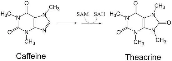 Theacrine powder