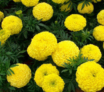 2018 Latest French marigold seeds for cultivating