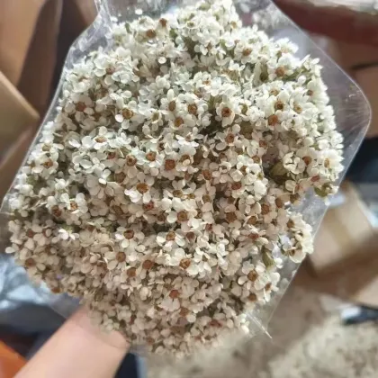 Natural Dried Flowers: White Daisy Flowers for Home Decor