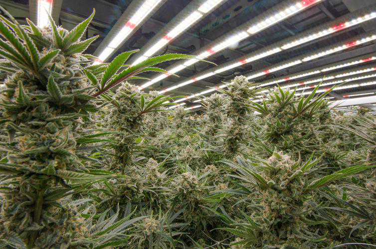 Thailand cannabis grow light