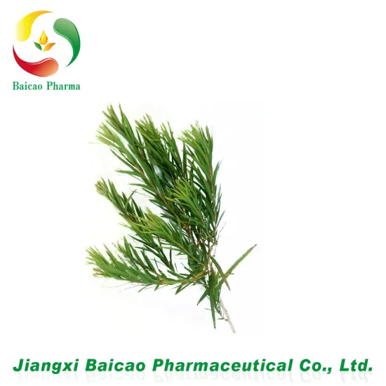 chinese manufacture purchase 100% pure tea tree essential oil