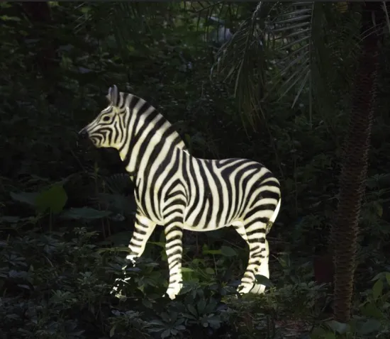 Simulation Zebra A Lights