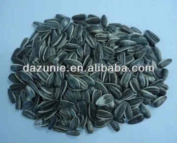 Sunflower Seed as Birdseed