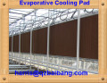honungskaka evaporativ kylning pad/våt ridå för fjäderfäföretag