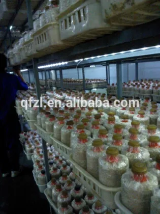 Mushroom Cultivation Equipment for King Oyster Mushroom