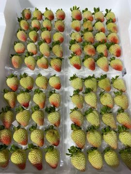 Handpicked Yunnnan Feesh Strawberry Gems