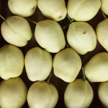 Early Crisp Pear Red Fragrant Pear Zaosu Pear