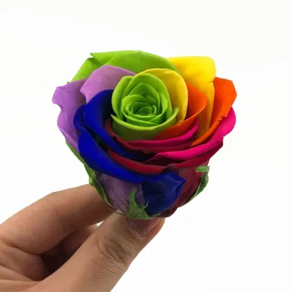 Beautiful Rose Flowers Stabilized Eternal Forever Preserved Roses