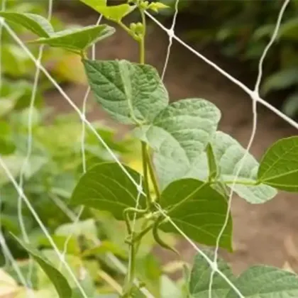 Environmental Beautification Plant Climbing Net