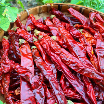Großhandel hochqualifiziertes chinesisches Gewürzkochen heißer Redchili