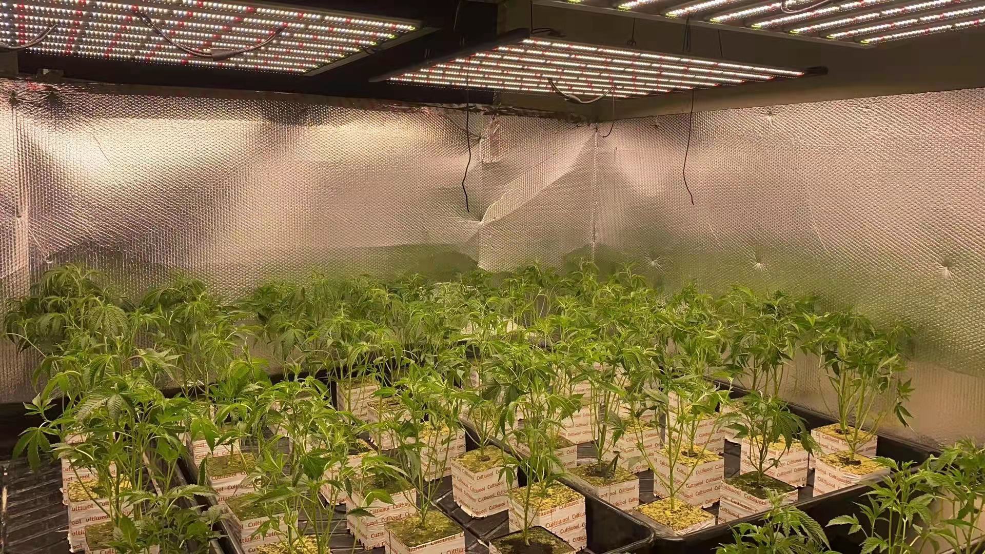 ZGL-LED-Grow-Light application1