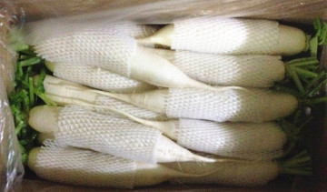Fresh White Radish (2014 new season)