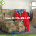 Heißer Verkauf Fabrik Versorgung Getrocknete Zhongning Goji Berry