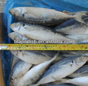 Horse Mackerel &trachurus Japonicus, High Quality Horse Mackerel