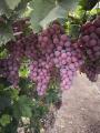 Nutrição de uvas vermelhas sem sementes