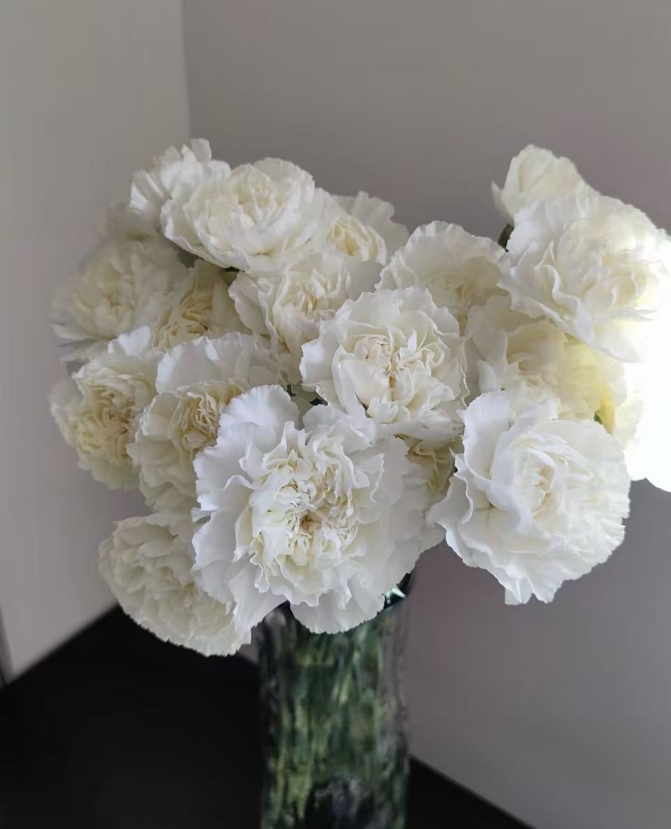 Single-headed carnation with white