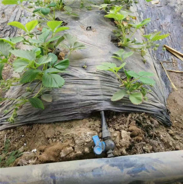 Drip irrigation PE pipe