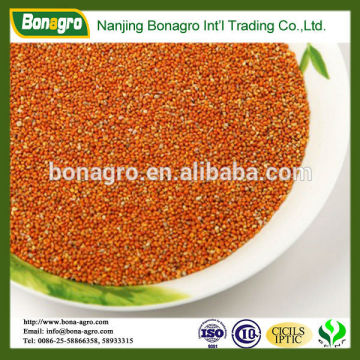 shanxi new crop red millet in husk