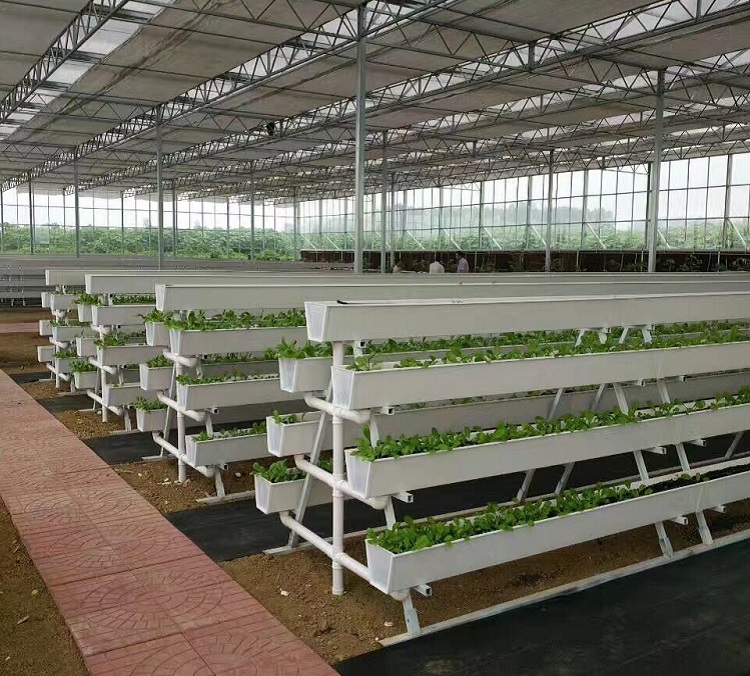 Strawberry Grow Systems