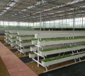 NFT Hydroponic Growing Gully pour la serre