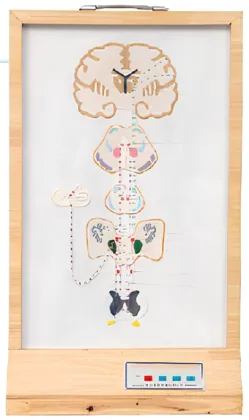 Harmonic conduction electric model