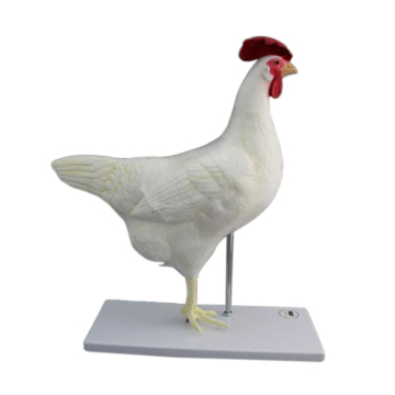 แบบจำลองกายวิภาคของไก่ตัวอย่างพลาสติกสำหรับการค้นหาทางการศึกษา
