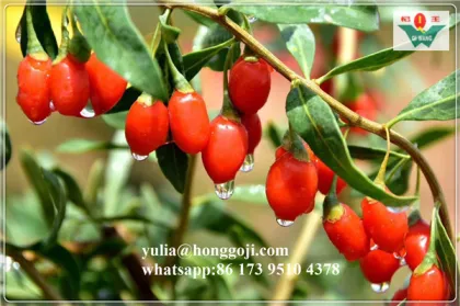 NEW FRESH FRUIT! BULK DRIED GOJI BERRIES