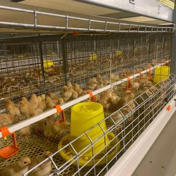 Automatic Broiler Chicken Cage for Poultry and Livestock Equipment in Farming Husbandry