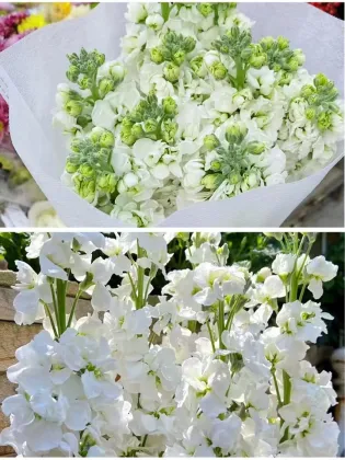 High Quality Fresh Cut Flowers White Violet Flowers