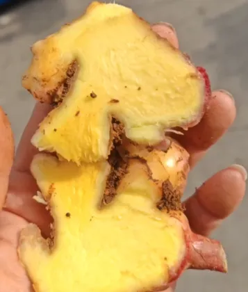 Primary Processed Semi Dried Air Dried Ginger