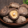 Hochwertige Bio -Trockenfutter Shiitake Pilz Großhandel
