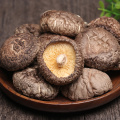 Alto de alta calidad Alimentos secos SHIITAKE SHOLSALE