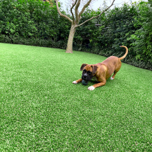 Yard Artificial Grass Pets and Safety Concerns