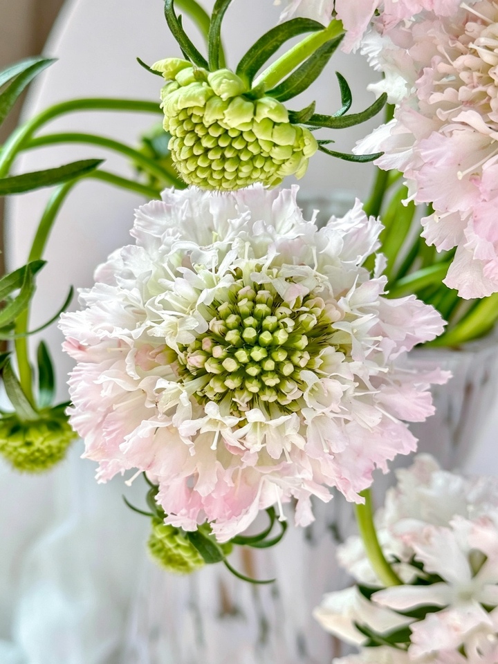 Light Pink Scabious