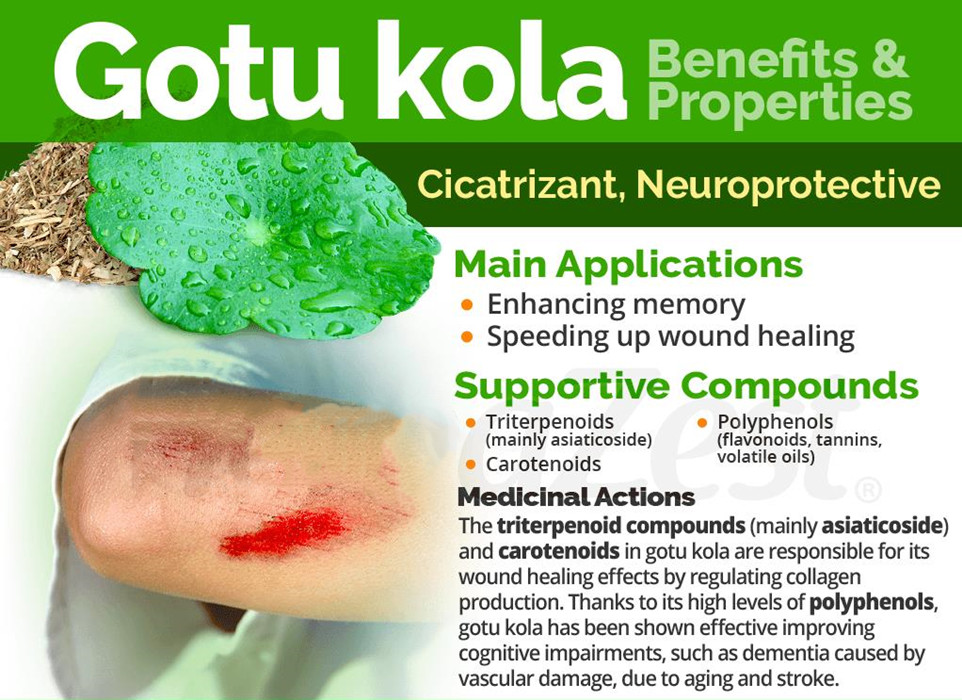 Gotu Kola Extract Powder Used For powder 10:1