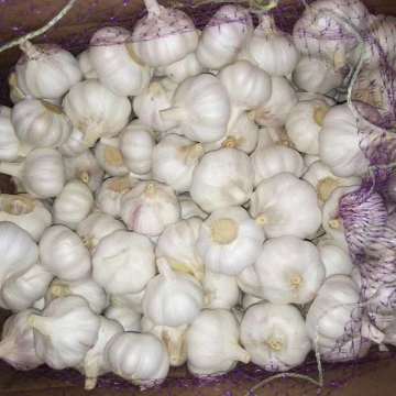 Purple garlic normal white garlic loose packing